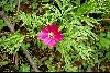 <em>Paeonia anomala veitchii</em>